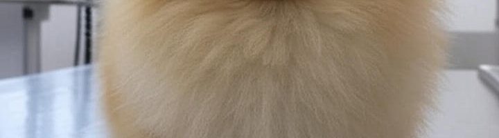 ارایشگاه حیوانات غرب