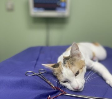 دامپزشکی در سعادات اباد