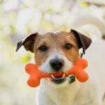 سگ ها و استخوان!