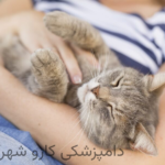گربه‌ای که از نوازش لذت می‌برد – این نوع تماس معمولاً آرامش‌بخش‌تر است.
