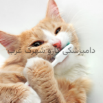 سلامت دندان حیوانات خانگی در خانه