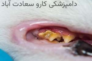 تخصصی ترین مرکز دندان پزشکی حیوانات در غرب تهران|دامپزشکی کارو سعادت آباد