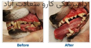 تخصصی ترین مرکز دندان پزشکی حیوانات در غرب تهران|دامپزشکی کارو سعادت آباد