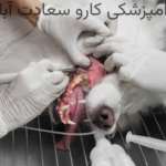تخصصی ترین مرکز دندان پزشکی حیوانات در غرب تهران|دامپزشکی کارو سعادت آباد
