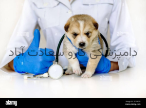 کلینیک دامپزشکی کارو در سعادت آباد مجهز ترین دامپزشکی غرب تهران