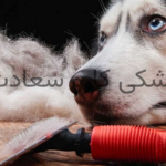 درمان تخصصی مشکلات پوست و مو حیوانات دامپزشکی کارو سعادت آباد