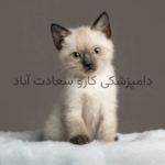خدمات تخصصی نژاد های مختلف گربه ها در دامپزشکی کارو سعادت آباد