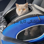 قوانین سفر گربه|دامپزشکی کارو شهرک غرب