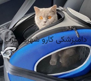 قوانین سفر گربه|دامپزشکی کارو شهرک غرب