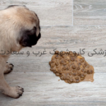استفراغ در حیوانات|دامپزشکی کارو شهرک غرب و سعادت آباد