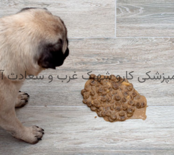 استفراغ در حیوانات|دامپزشکی کارو شهرک غرب و سعادت آباد