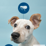 دامپزشکی کارو شهرک غرب