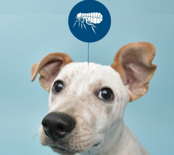 دامپزشکی کارو شهرک غرب