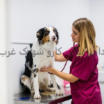 دامپزشکی کارو شهرک غرب