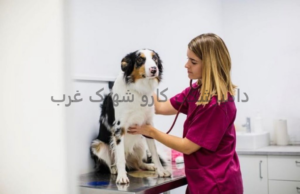 دامپزشکی کارو شهرک غرب