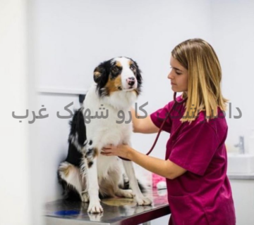 دامپزشکی کارو شهرک غرب