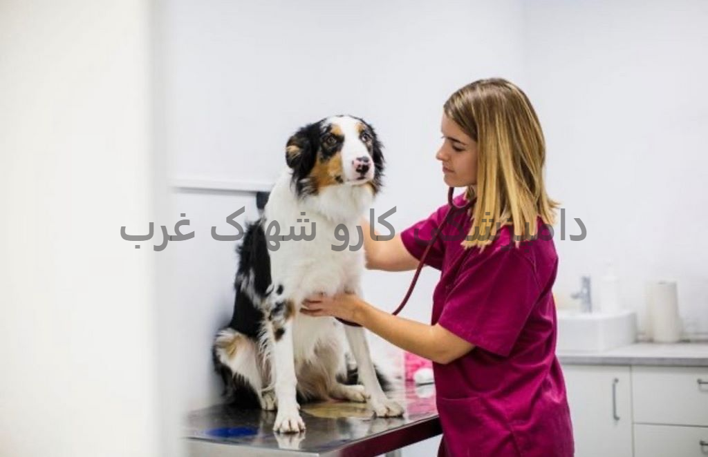 دامپزشکی کارو شهرک غرب