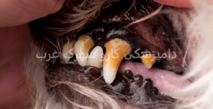 دامپزشکی کارو شهرک غرب