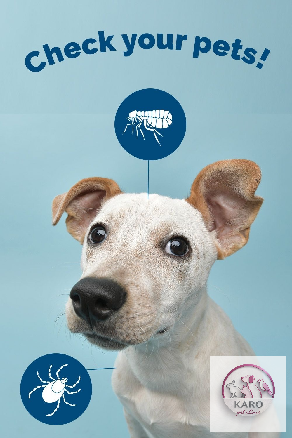 دامپزشکی کارو شهرک غرب